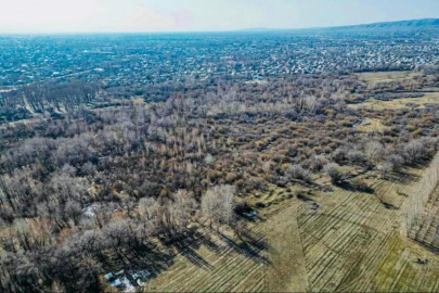 Лжефермеры пользовались 20 тысячами гектаров лесного фонда в Алматинской области